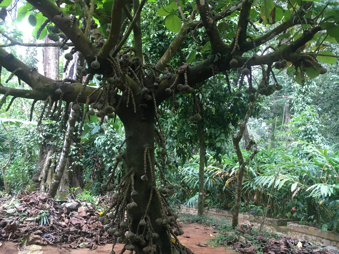 Cinnamon Gardens Spices Plantation-慕那尔必去景点
