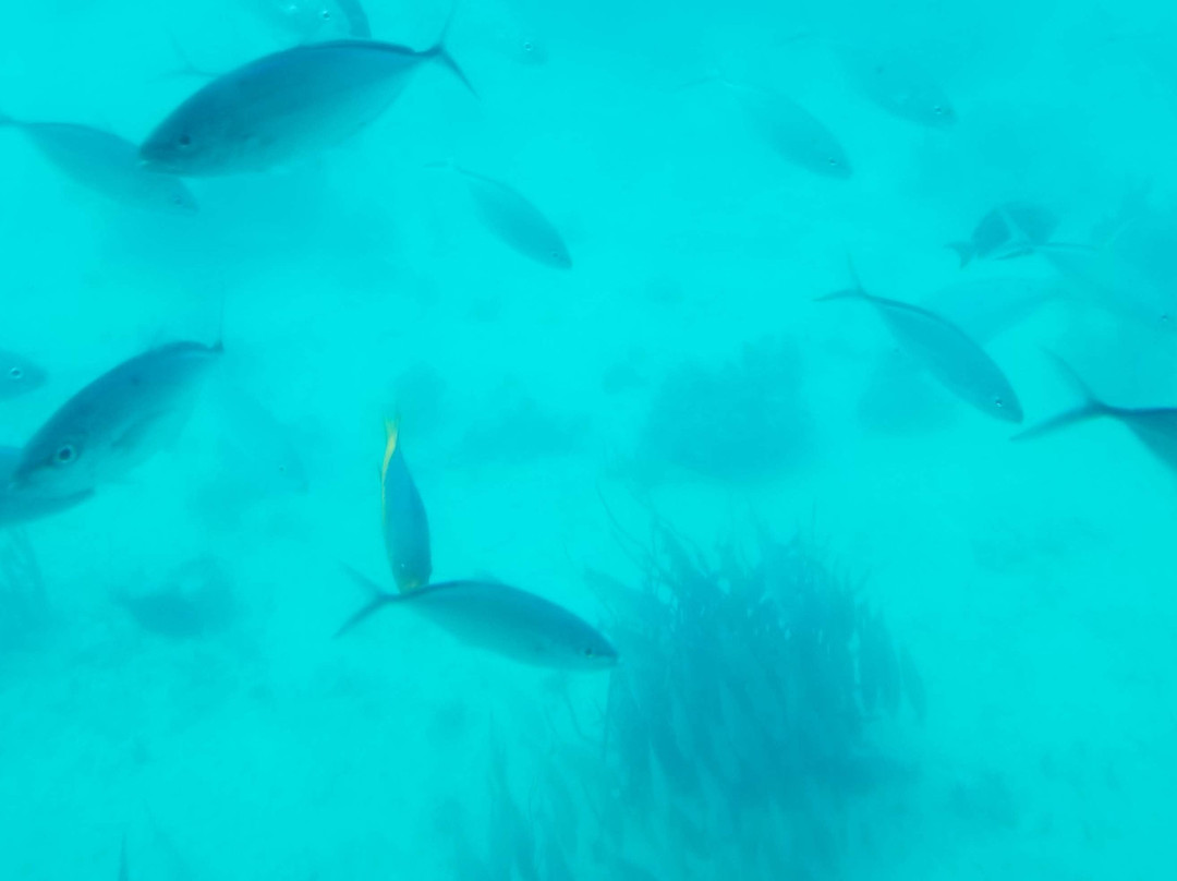 Seaworld Explorer-拿骚必去景点