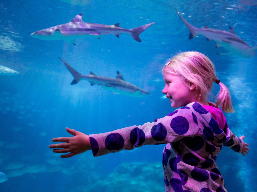 SEA LIFE Oberhausen景点图片