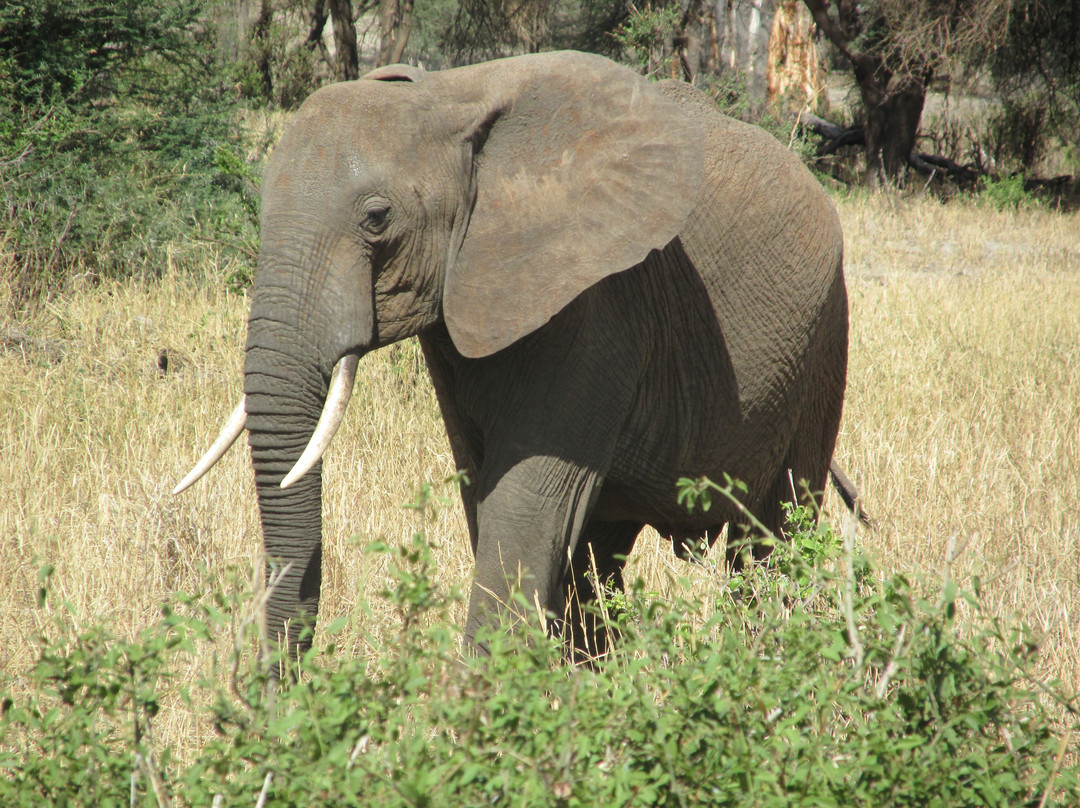 Let's View Tanzania-乞力马扎罗山国家公园必去景点