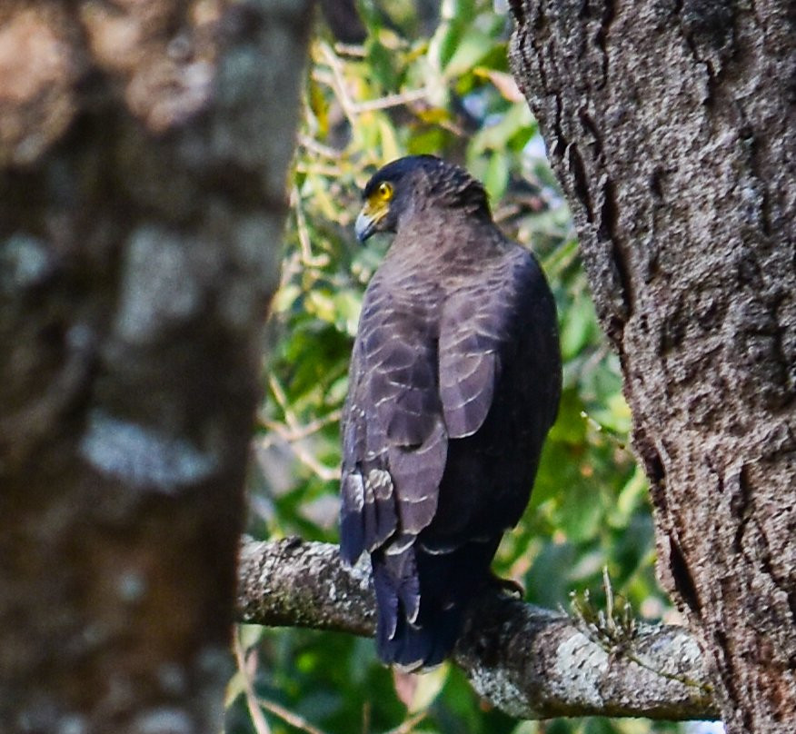 Wayanad Wildlife Sanctuary景点图片