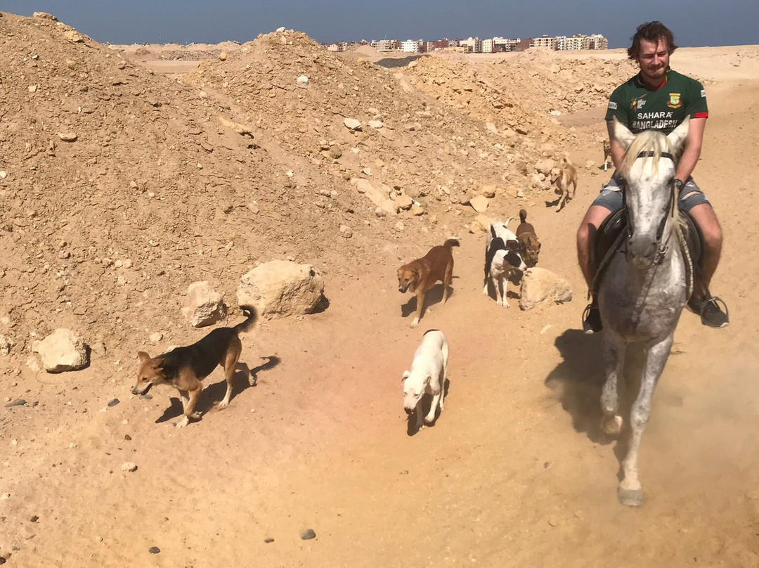 HorseTrips Hurghada景点图片