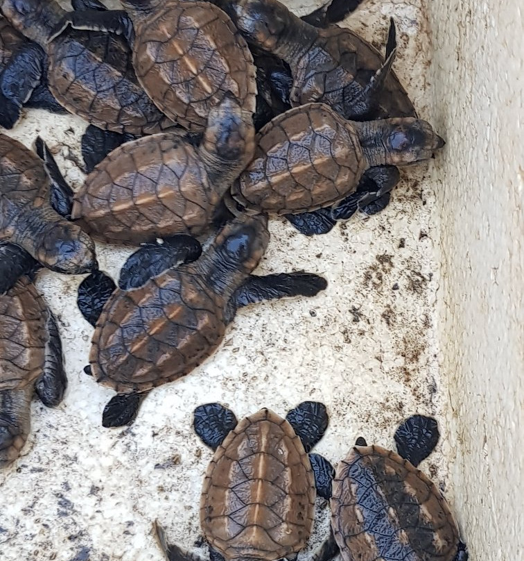 Jambak Sea Turtle Camp-巴东必去景点