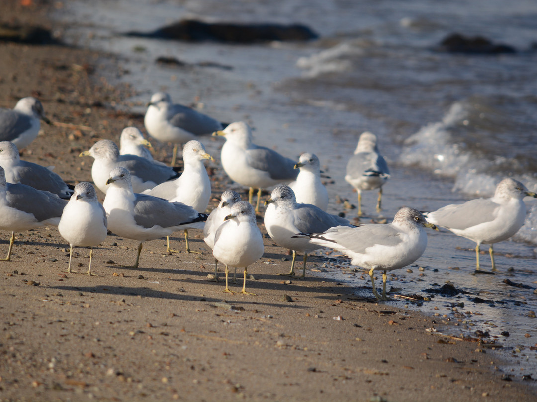 Gray's Beach Park-Kingston必去景点
