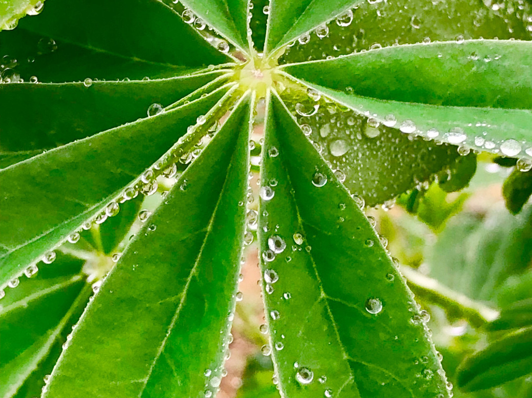 Chino Hills State Park-Brea必去景点