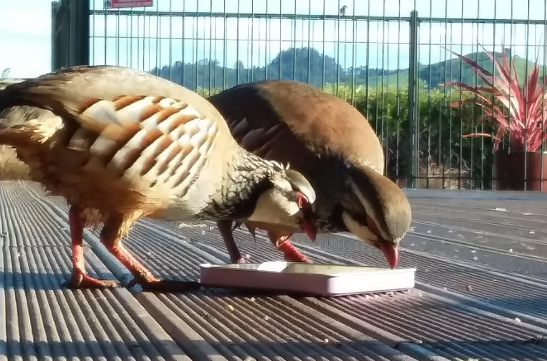 Applecross Sanctuary主图