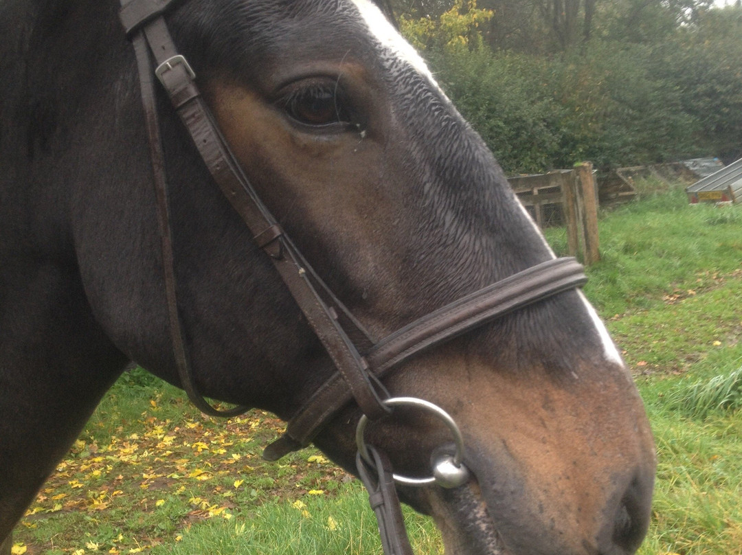 Durham Farm Riding School景点图片