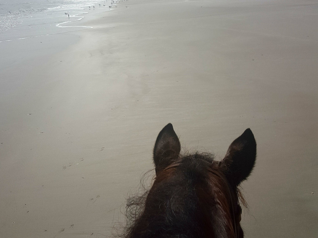 Kelly Seahorse Ranch-阿米莉亚岛必去景点