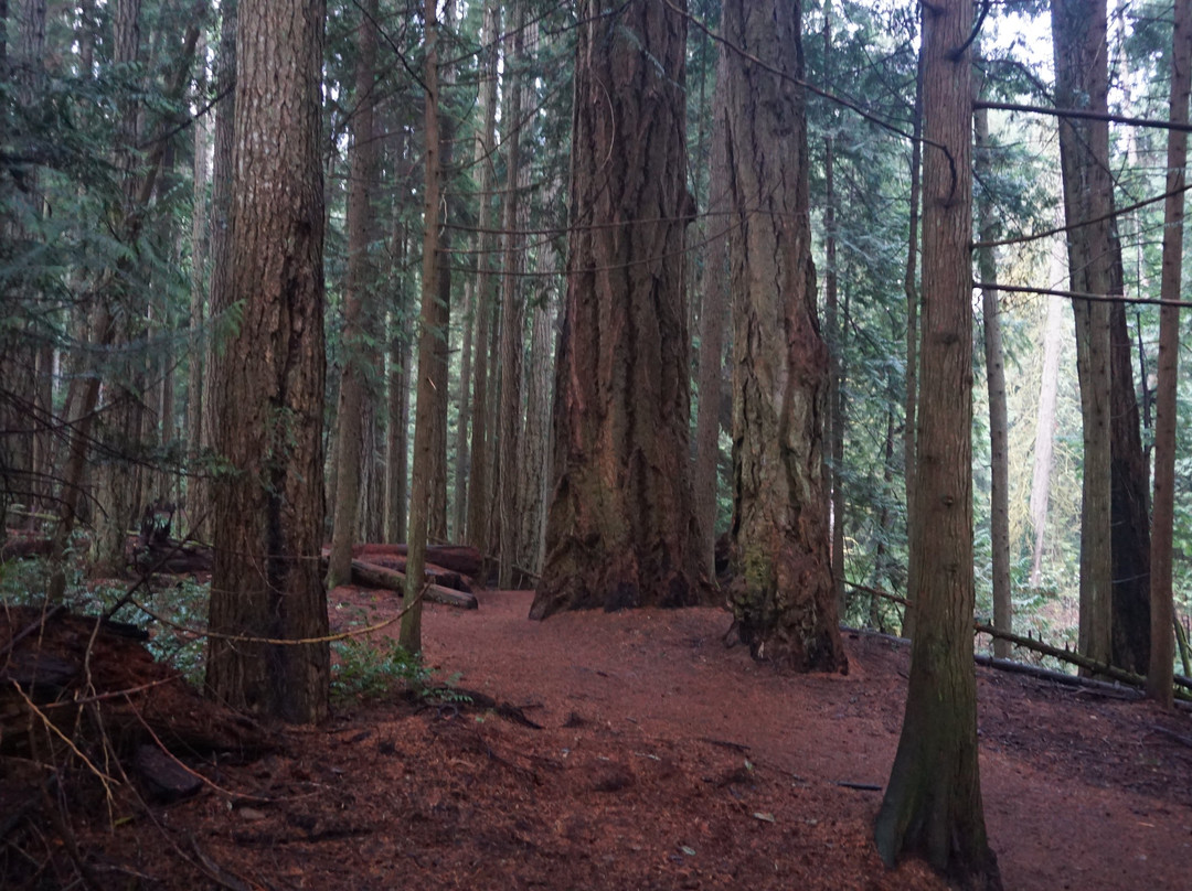 Heritage Forest-魁利克姆海滩必去景点