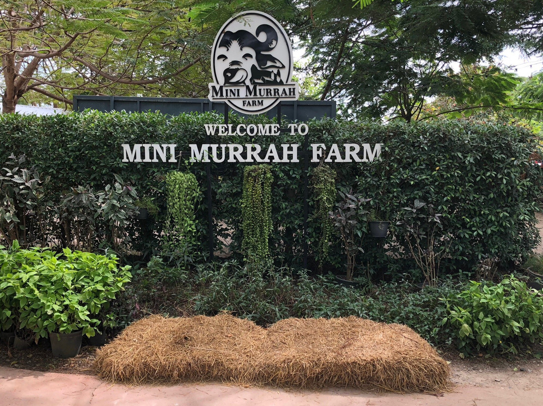 Mini Murrah Farm-万玻必去景点