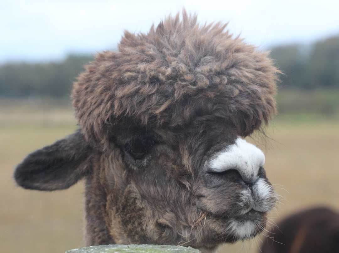 Bay Springs Farm Alpacas景点图片