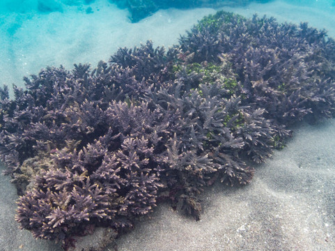 Ocean Gardener-登巴萨必去景点
