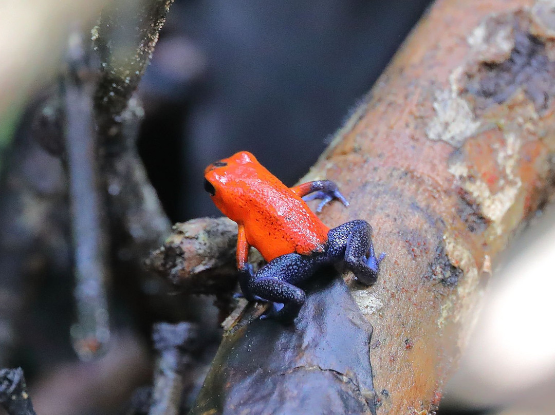 La Selva Biological Station主图