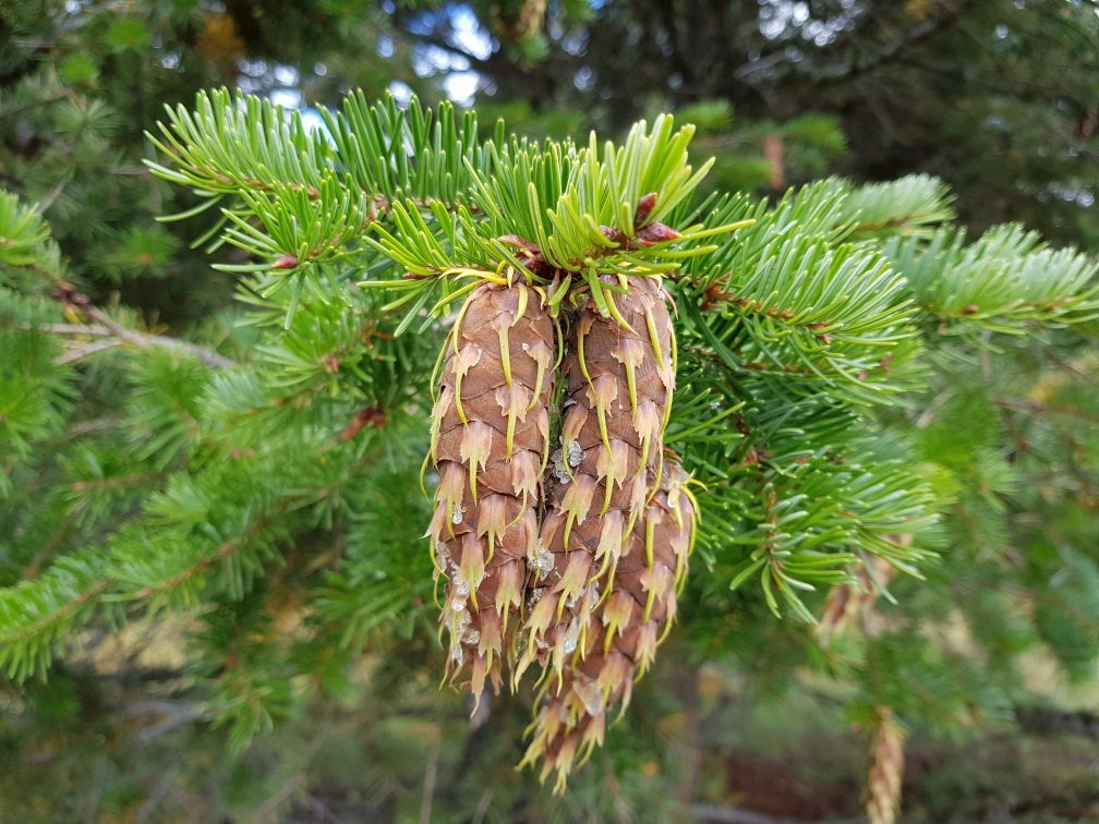 Tunkwa Provincial Park-Logan Lake必去景点