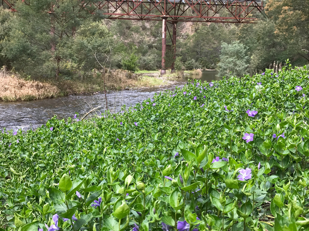 Bruntons Bridge-Walhalla必去景点
