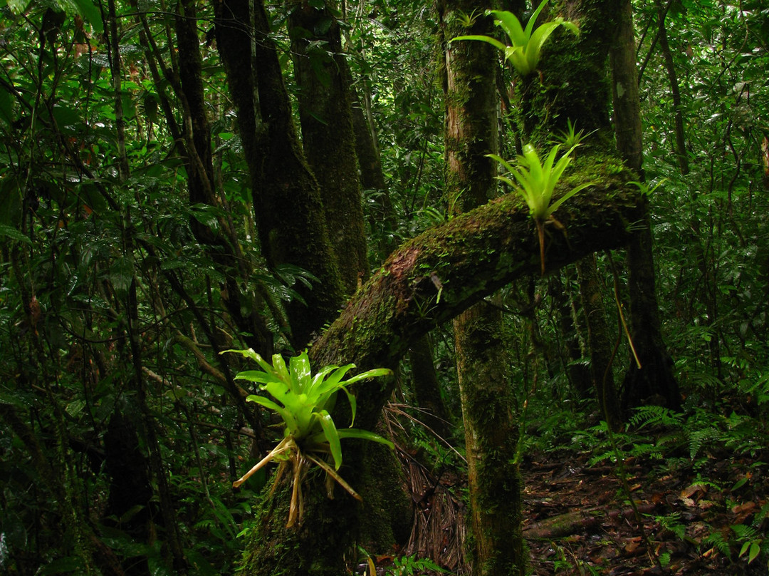 Canopy Villa Alcira-Rurrenabaque必去景点