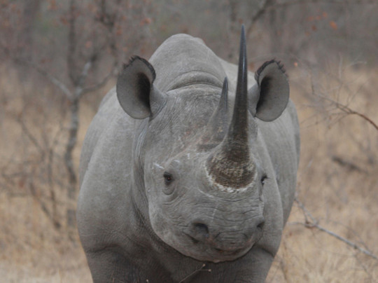 Birdie & Buck Golf and Safari-德班必去景点