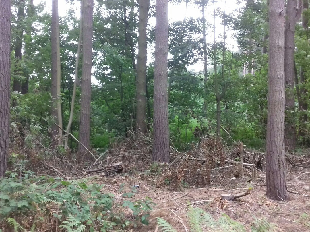 Harlestone Firs景点图片