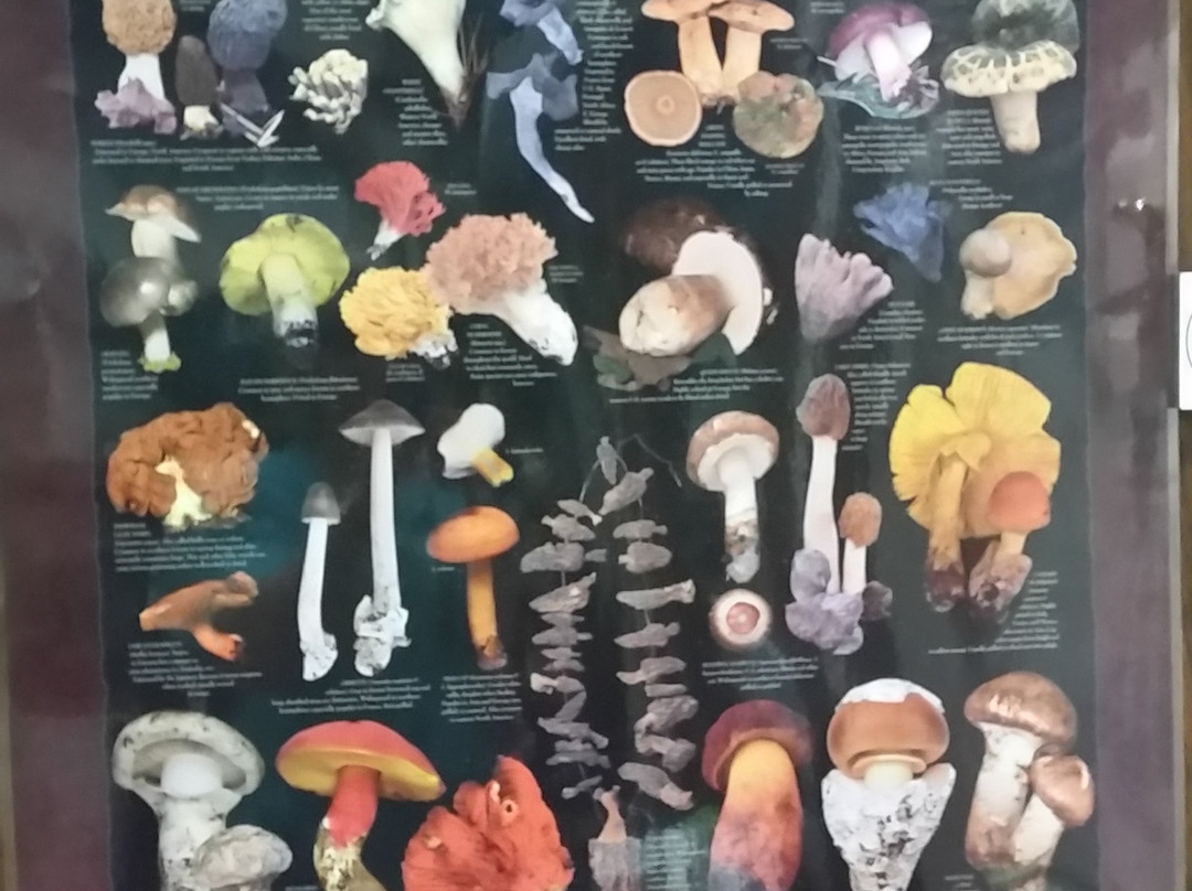 The Mushroom Cap景点图片