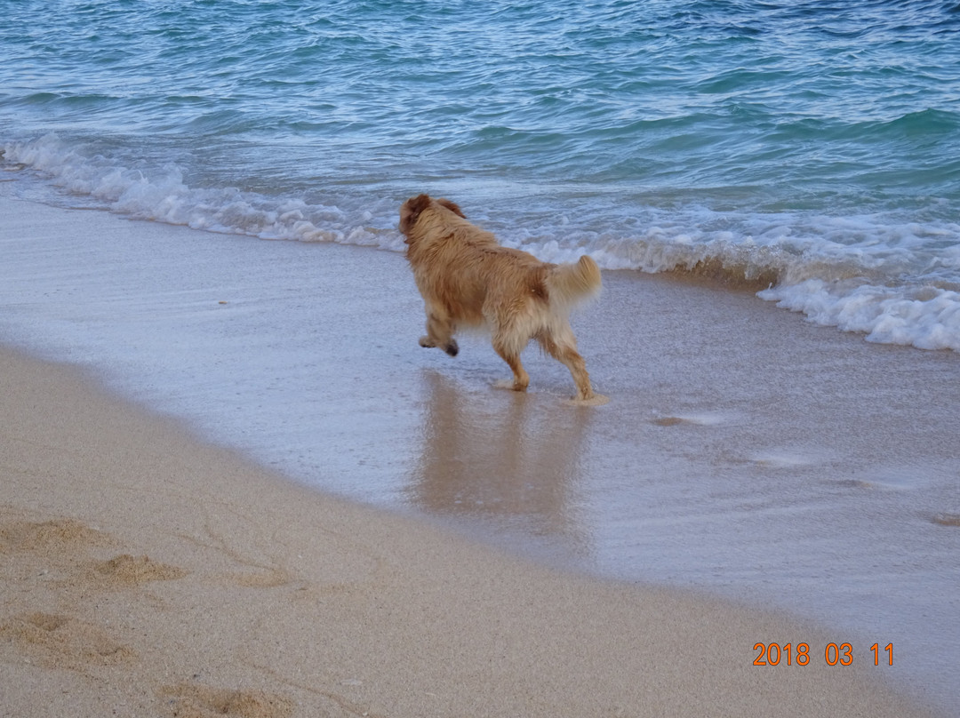 Shinse Beach景点图片