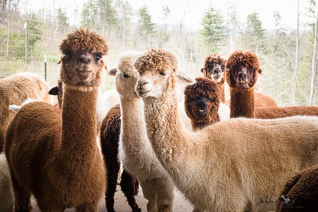 Last Penny Farm Alpacas景点图片