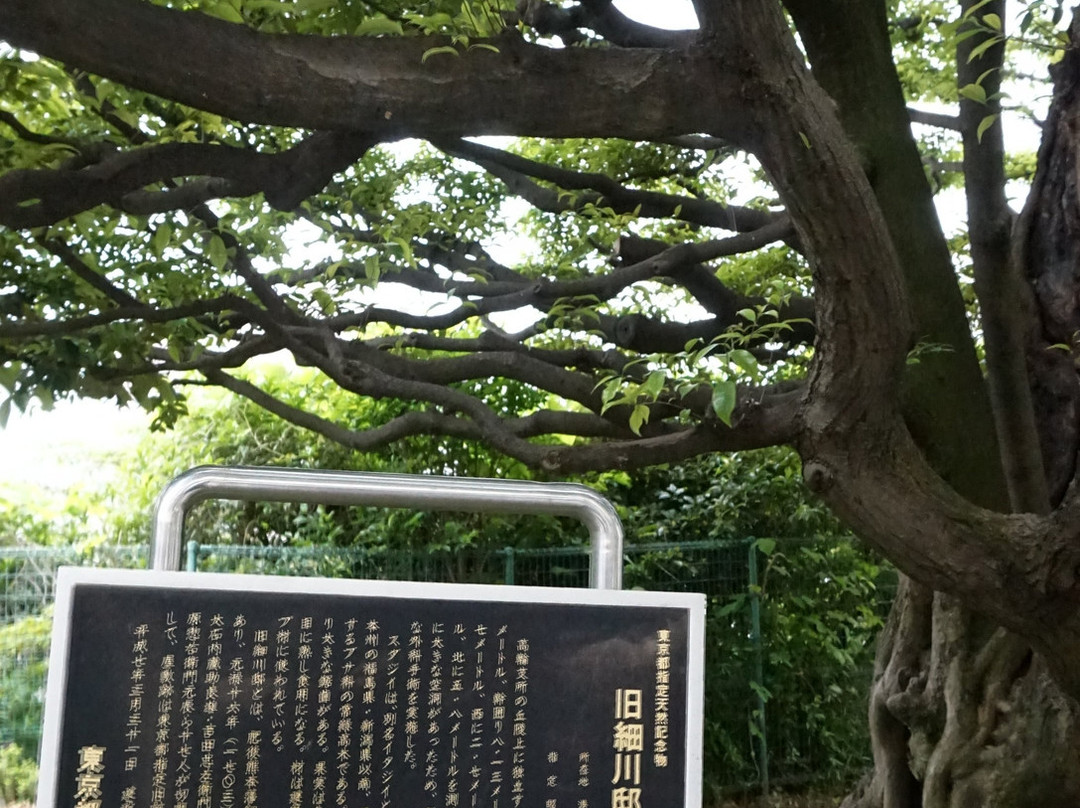 Shi Tree of the Former Hosokawa Residence-Takanawa必去景点