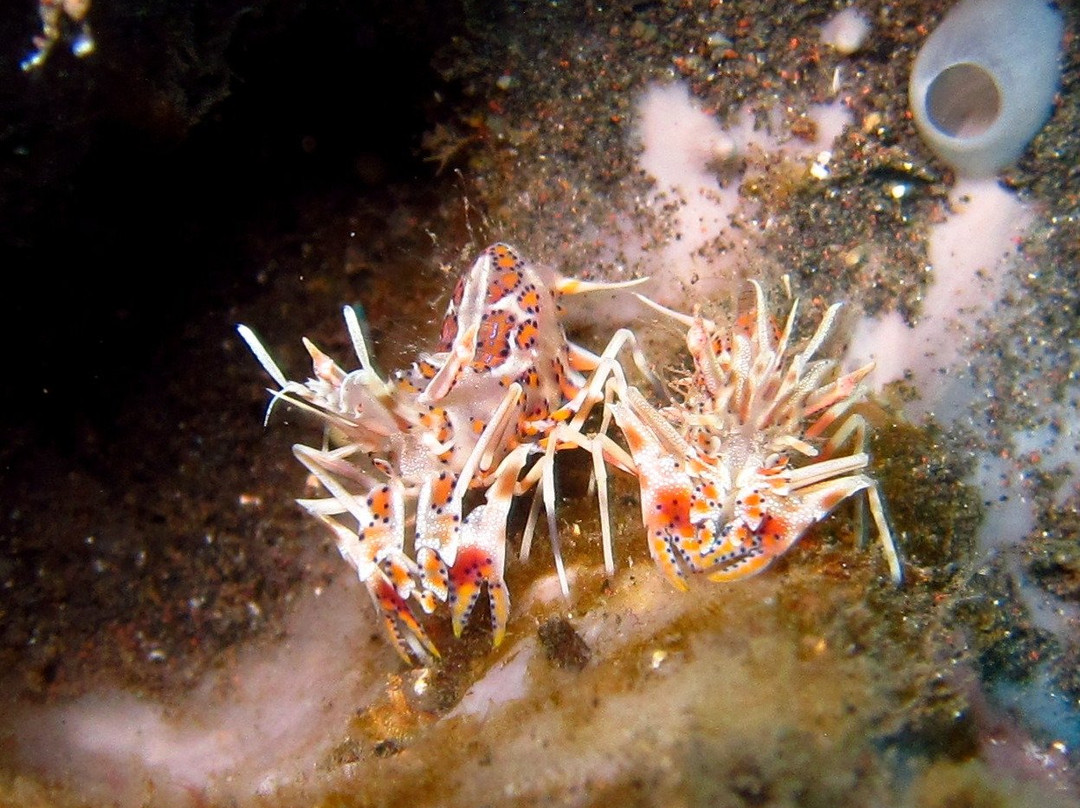 Mama Dive Amed-艾湄湾必去景点