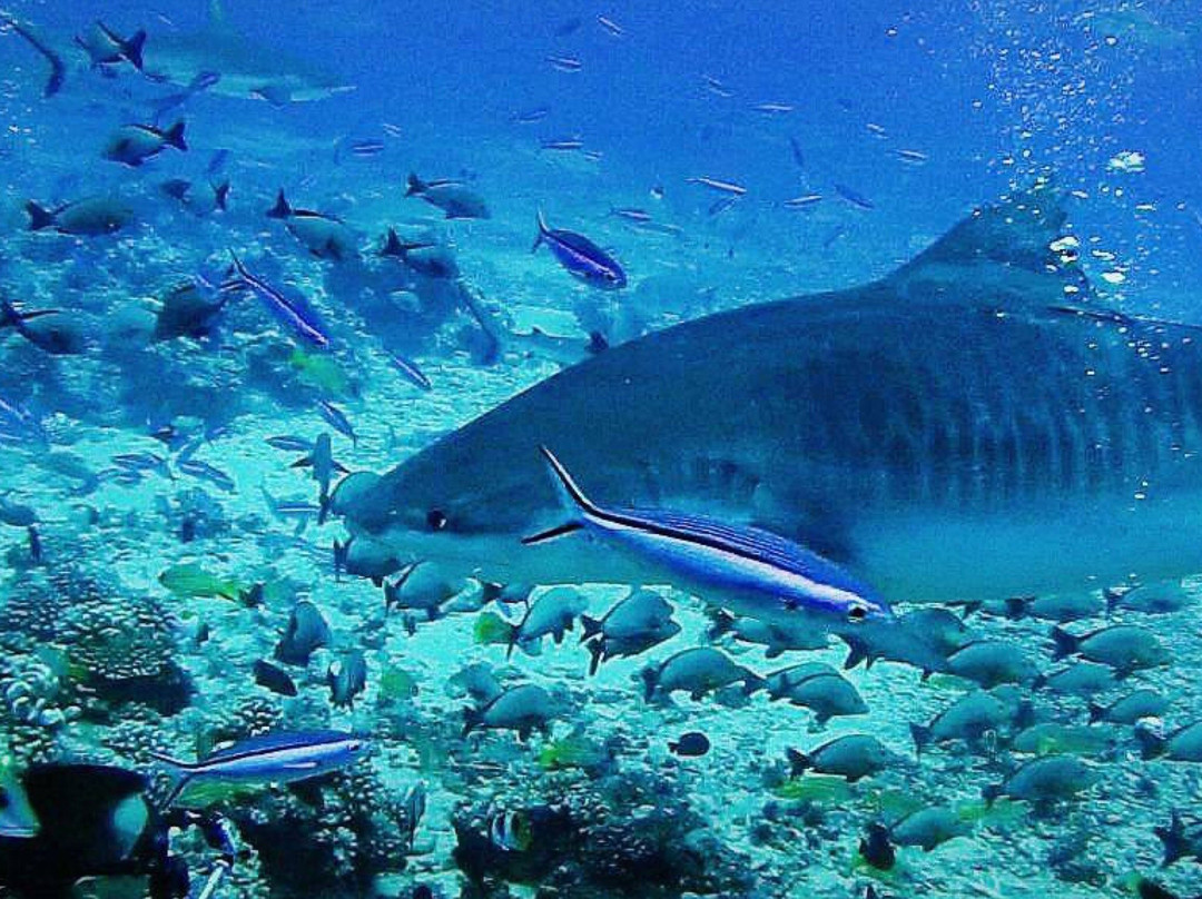 Api Dive Tahiti-皮拉尔必去景点