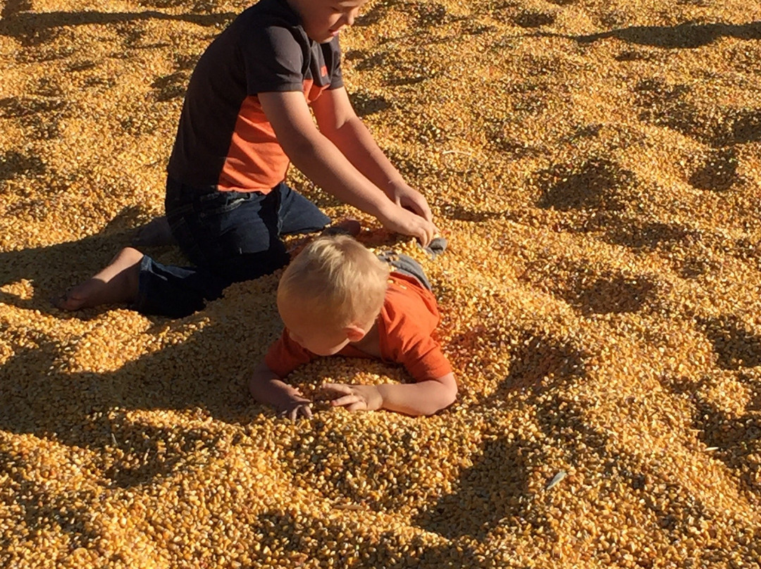 Jaker's Pumpkin Patch-Springville必去景点