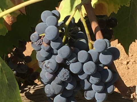 Azienda Agricola Sinisi主图