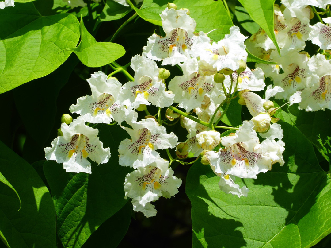 Alter Botanischer Garten景点图片