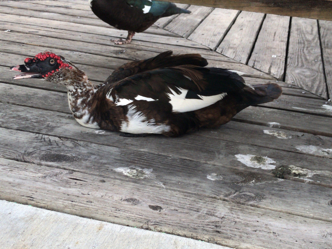 Amelia Earhart Park-海厄利亚必去景点