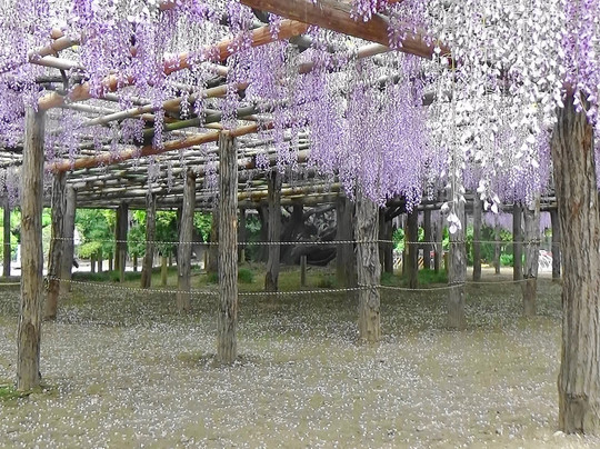 Ushijima no Fuji-春日部市必去景点