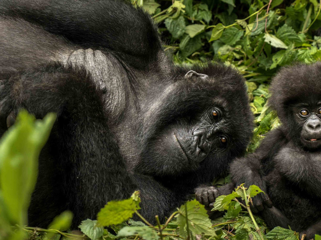 Weismann Safaris & Expeditions-Kasese必去景点