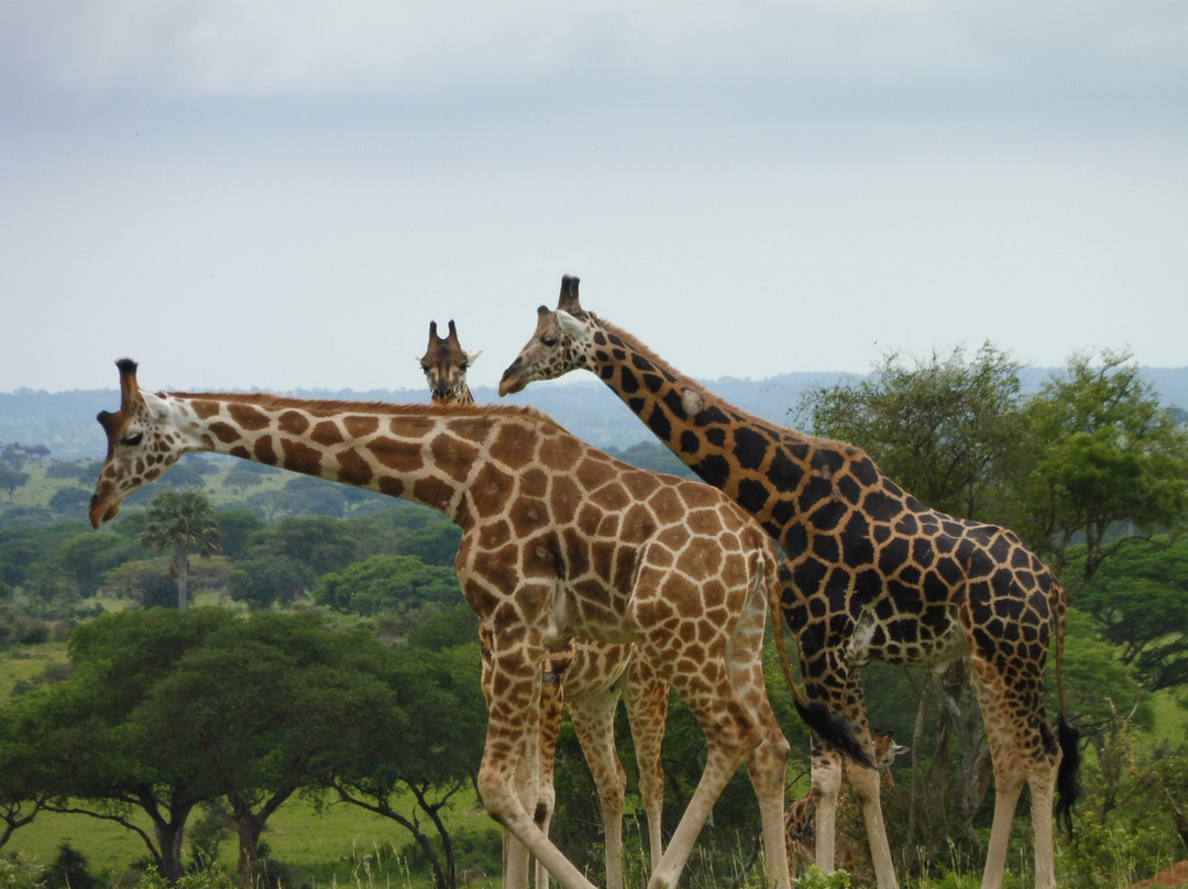 Contour Safaris景点图片