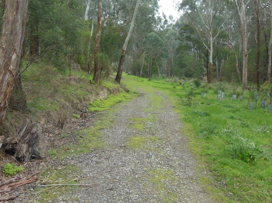 Currawong Bush Park景点图片