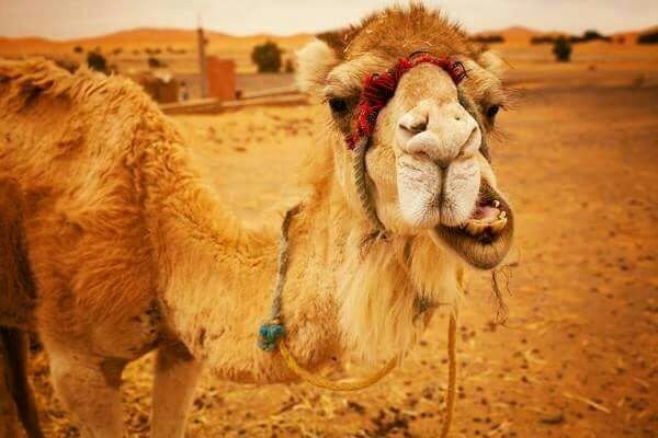 Wonder Tour in Morocco-Hassilabied必去景点