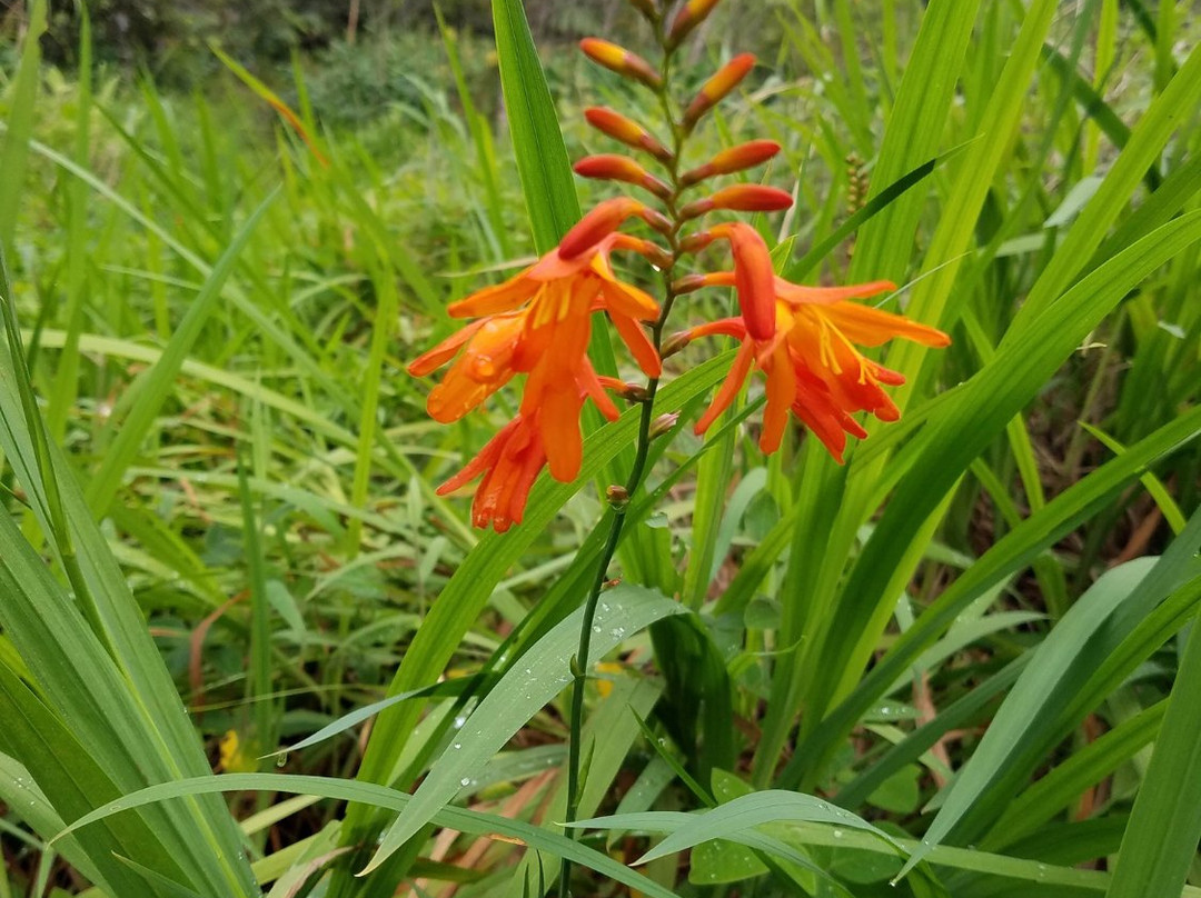 Maka’ula ‘O’oma Tract-凯鲁瓦-柯纳必去景点