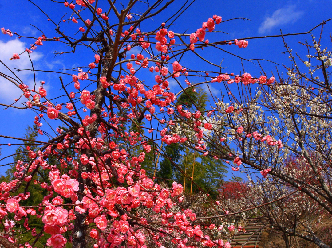 Takasaki Town General Park-都城市必去景点
