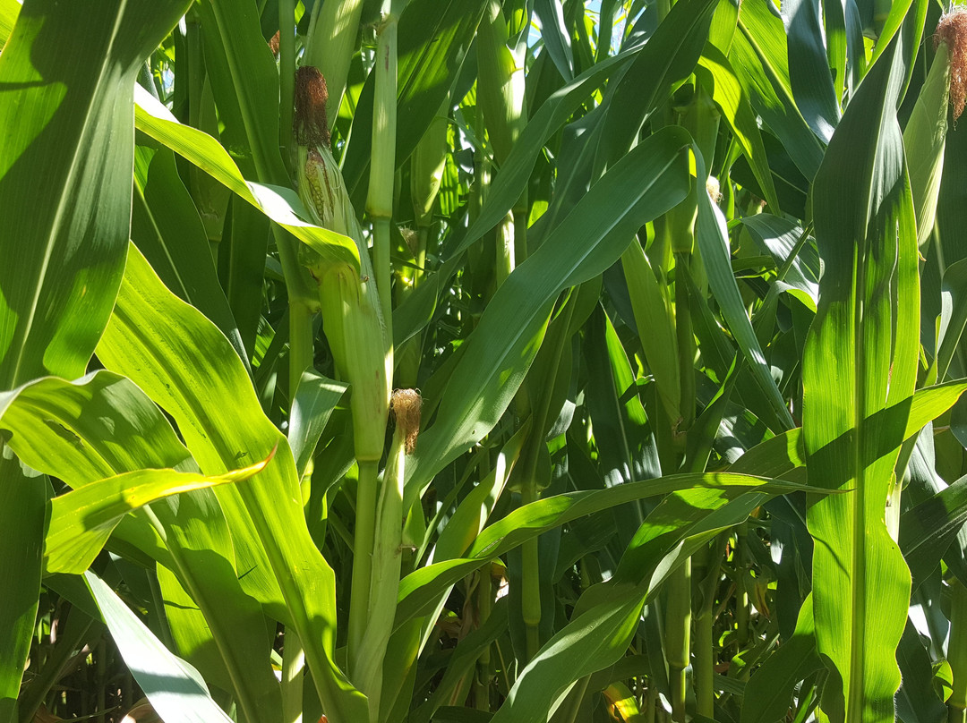 Edmonton Corn Maze景点图片