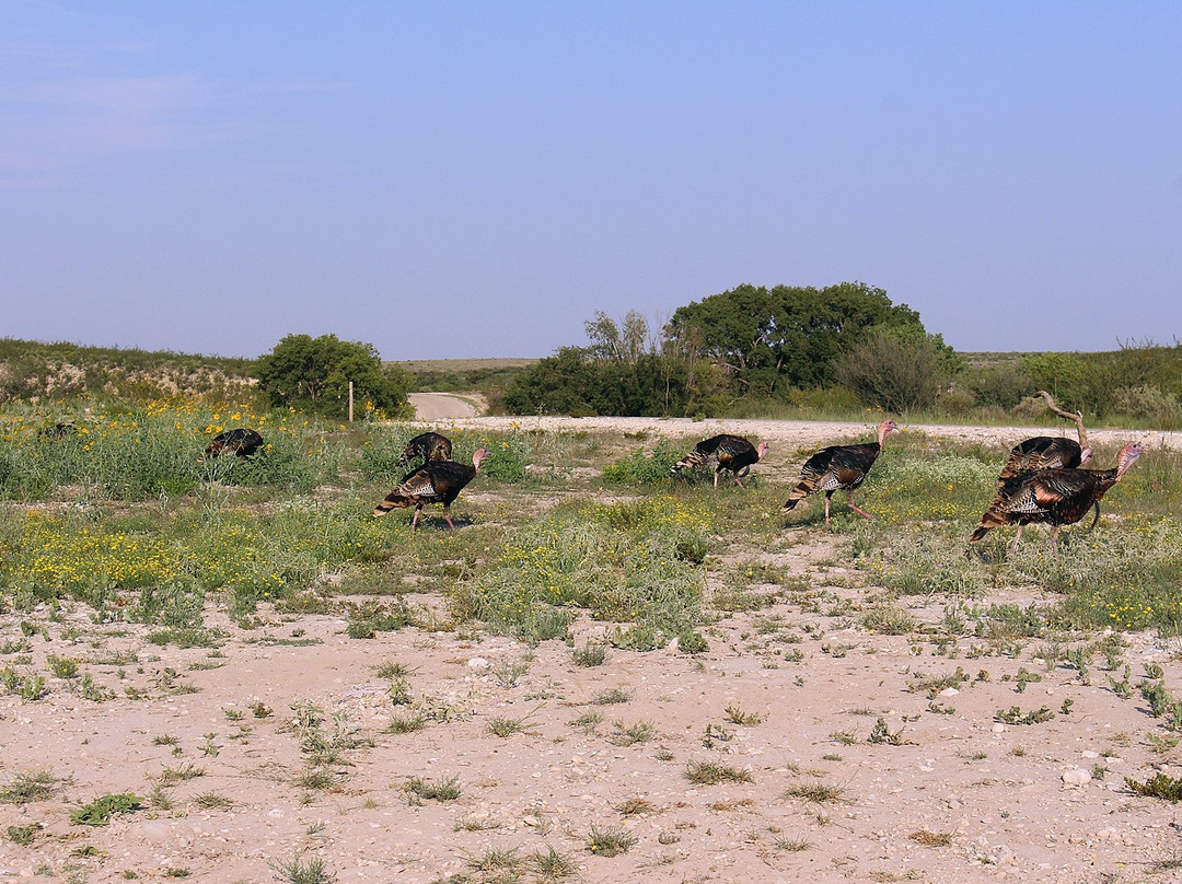 Rattlesnake Springs-卡尔斯巴德洞穴国家公园必去景点