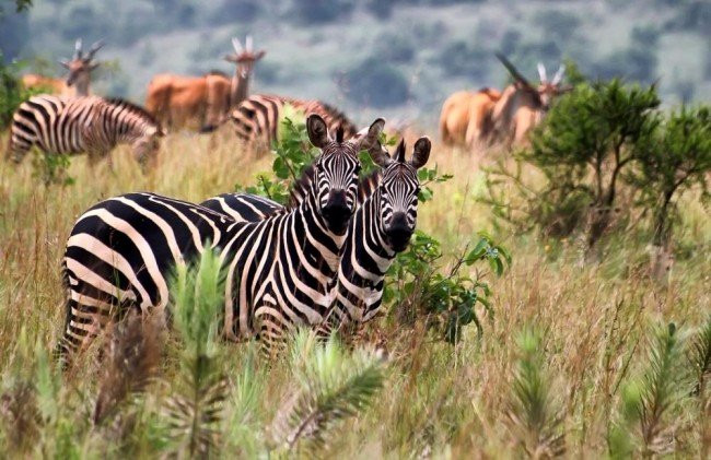 souvenier safaris-吉佳利必去景点