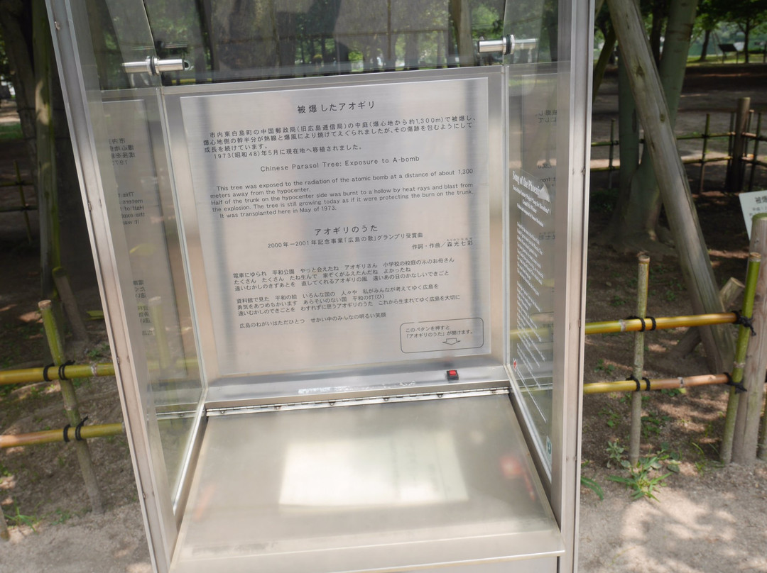 Chinese Parasol Tree That was Exposed to Hiroshima Bombing-广岛市必去景点