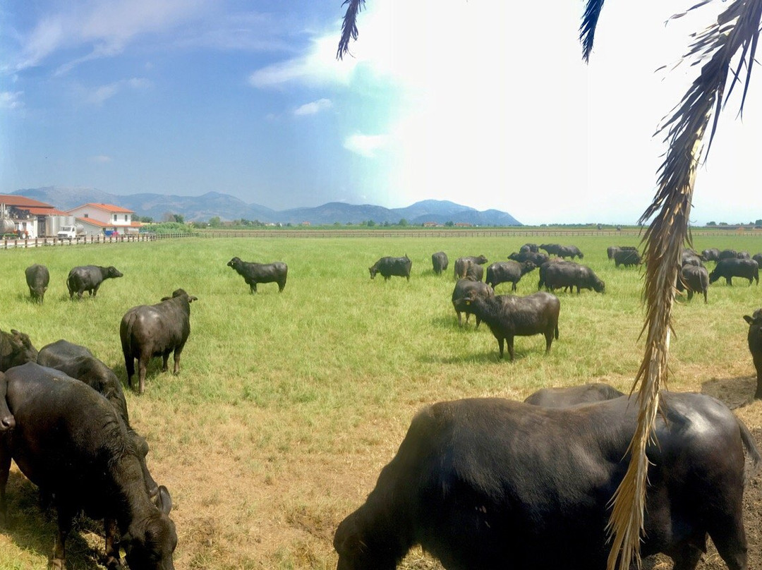 Azienda Agricola Circe景点图片