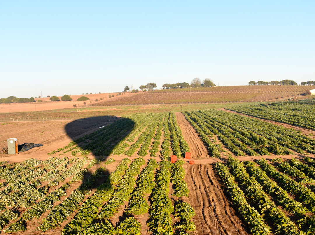 Life Ballooning-柯立南必去景点
