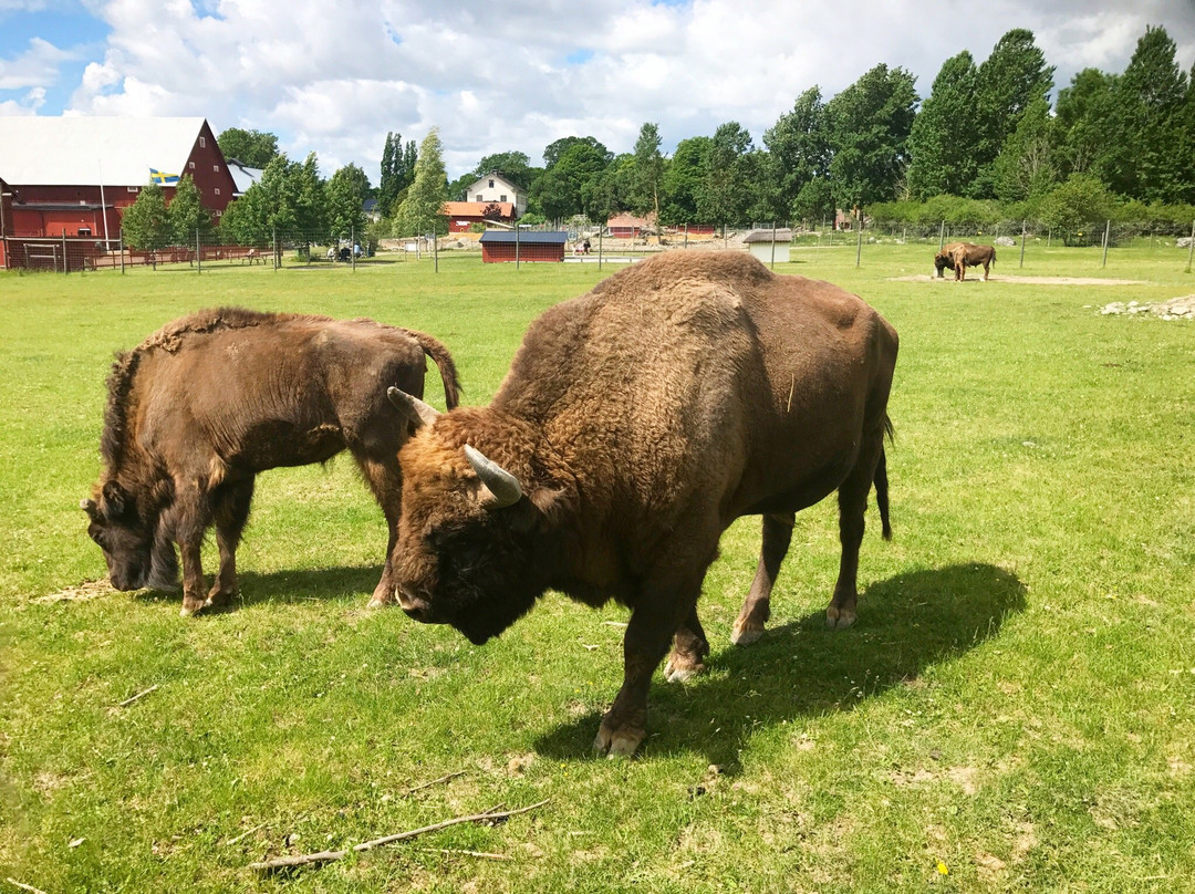 Kungsbyn Animalpark-韦斯特罗斯必去景点