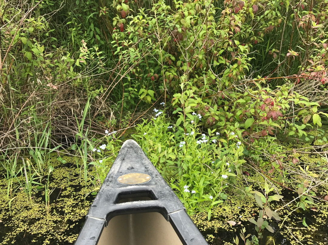 Mercer Slough Nature Park景点图片