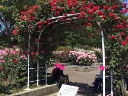Togashi Rose Garden景点图片
