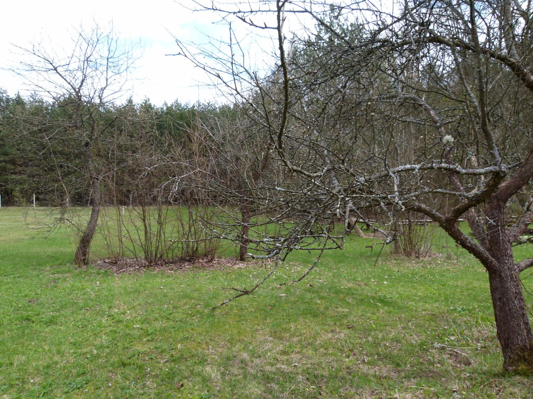 Knyszyn Forest Landscape Park景点图片