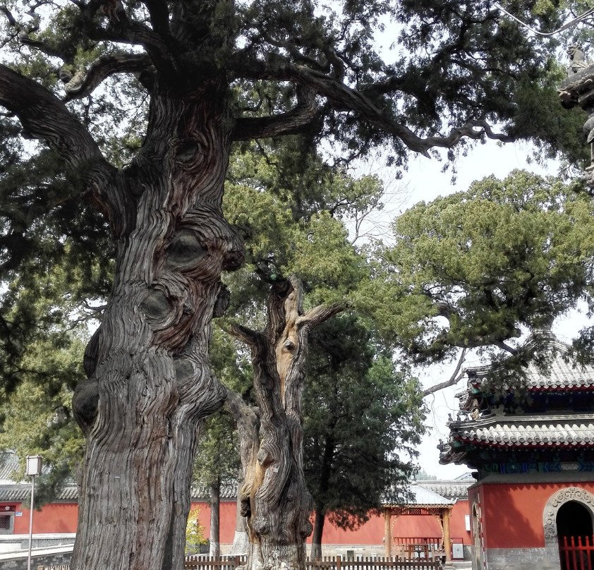 大觉寺-北京市必去景点